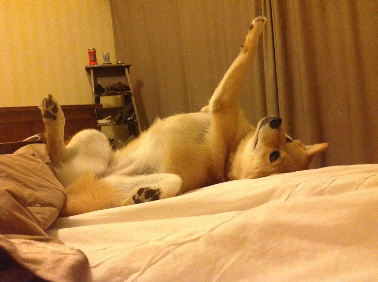 塞内加尔轻取西班牙，迪马利亚一战封神成关键先生