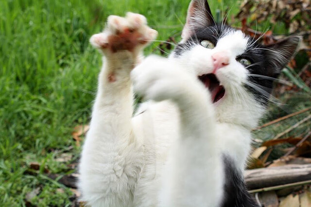 开云体育入口-胜负的瞬间，当老鹰展翅，莫兰特点燃球场