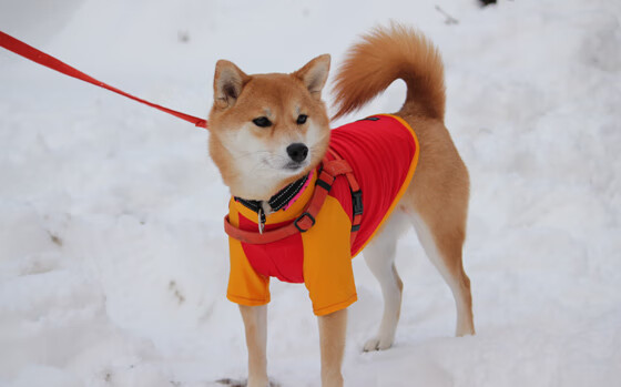 潘帕斯风暴席卷万达大都会，当团队哲学照亮亚洲之星
