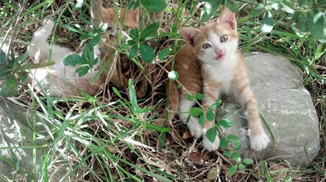 绝杀，或是一次早已写就的必然