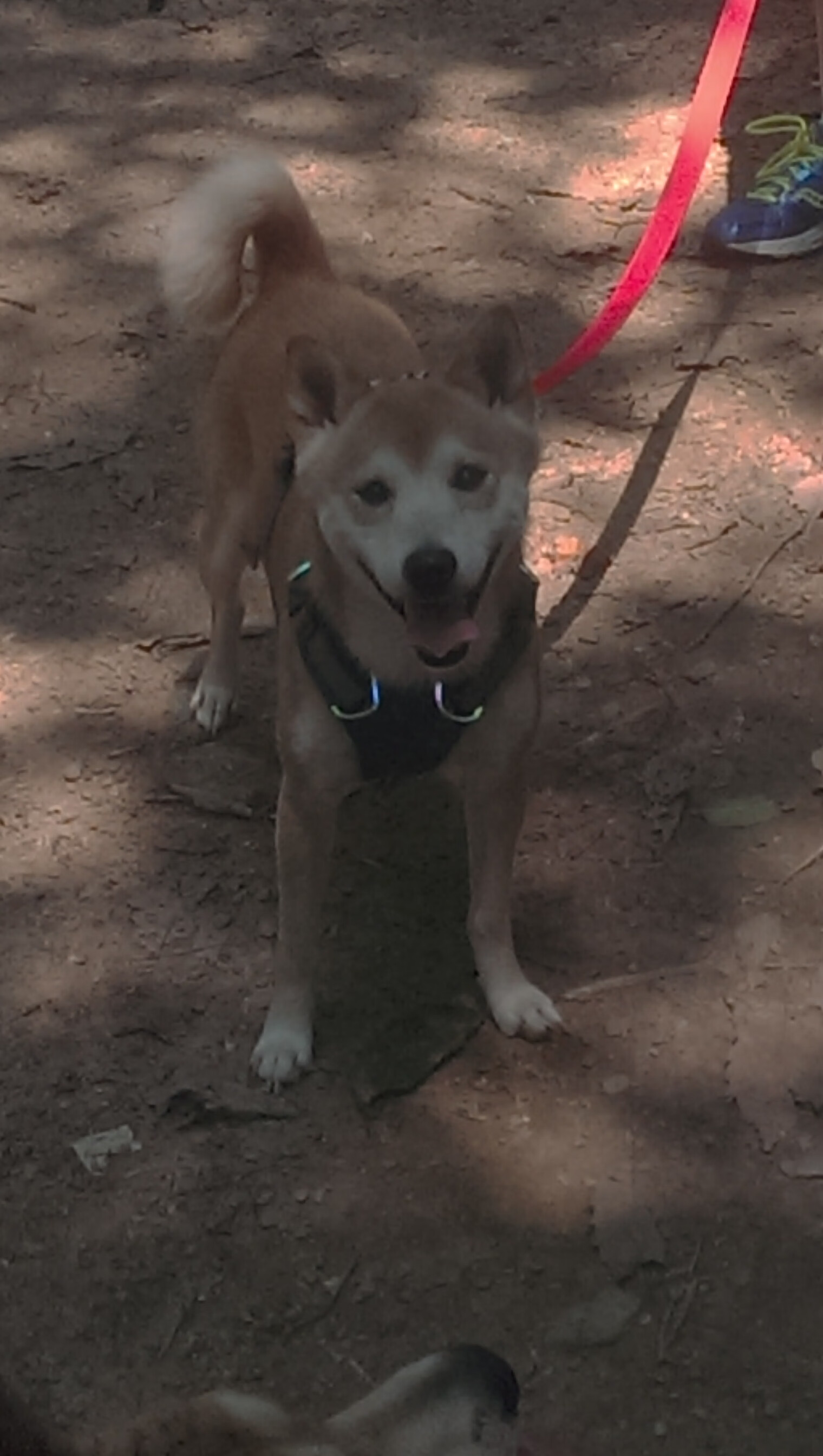 莱茵河畔的武士刀，三笘薰单骑破法，勒沃库森欧战扬威