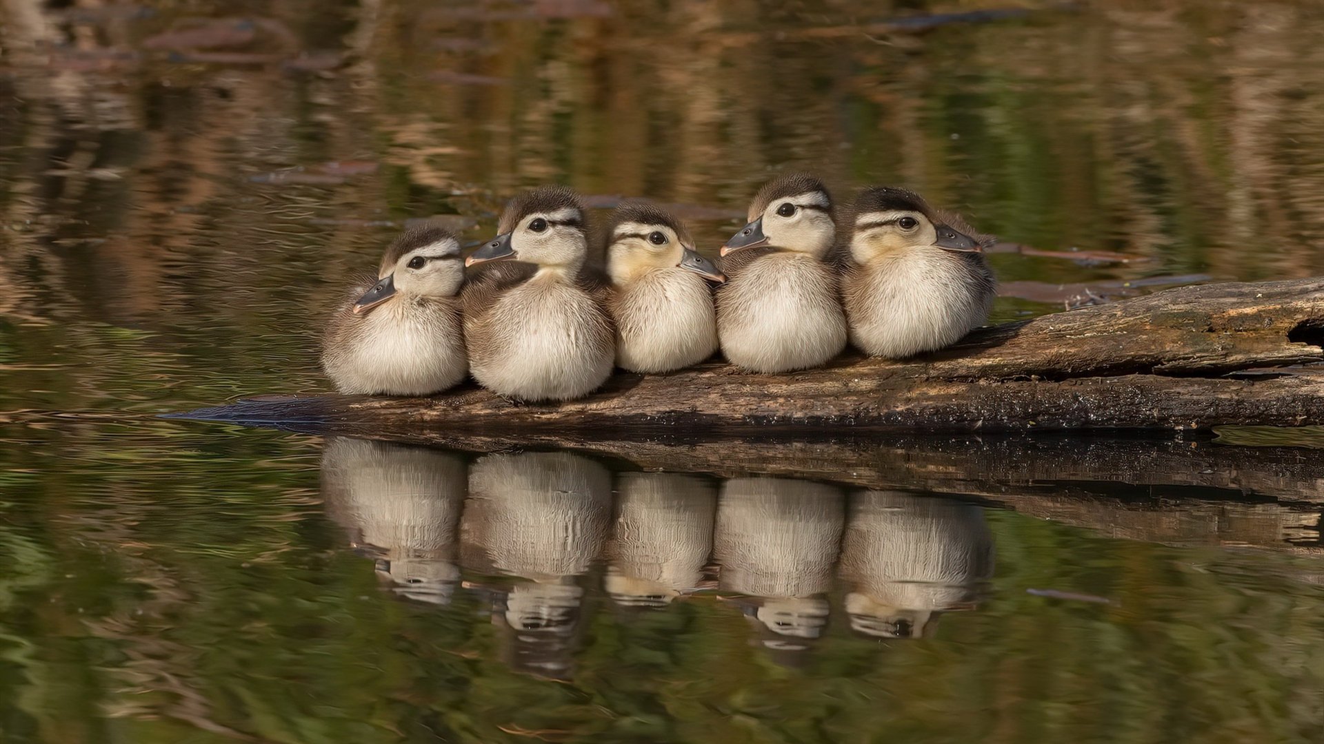 蓝色巨人的无声轰鸣，库尔图瓦精神加持，国际米兰轻取同城死敌