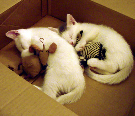 新王登基夜，勇士破敌时，锡安生涯之夜难挽爵士落败