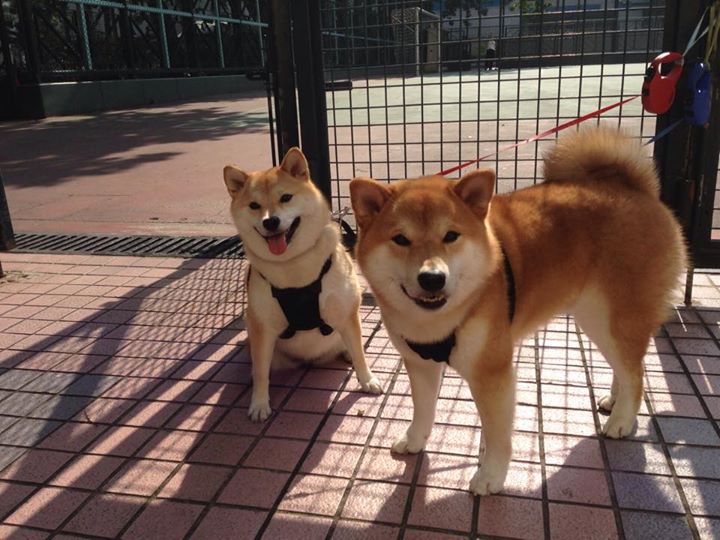 双线告捷,鹈鹕硬仗险胜森林狼,克莱闪耀意甲焦点战