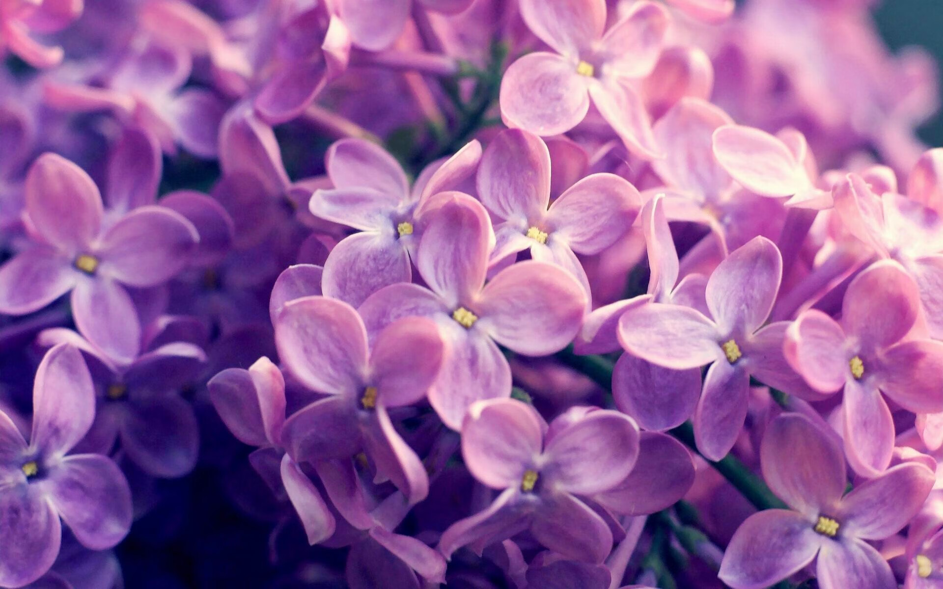 东欧铁骑的合奏与高卢雄鸡的独舞,当克罗地亚轻取沙特,格列兹曼正拉开差距