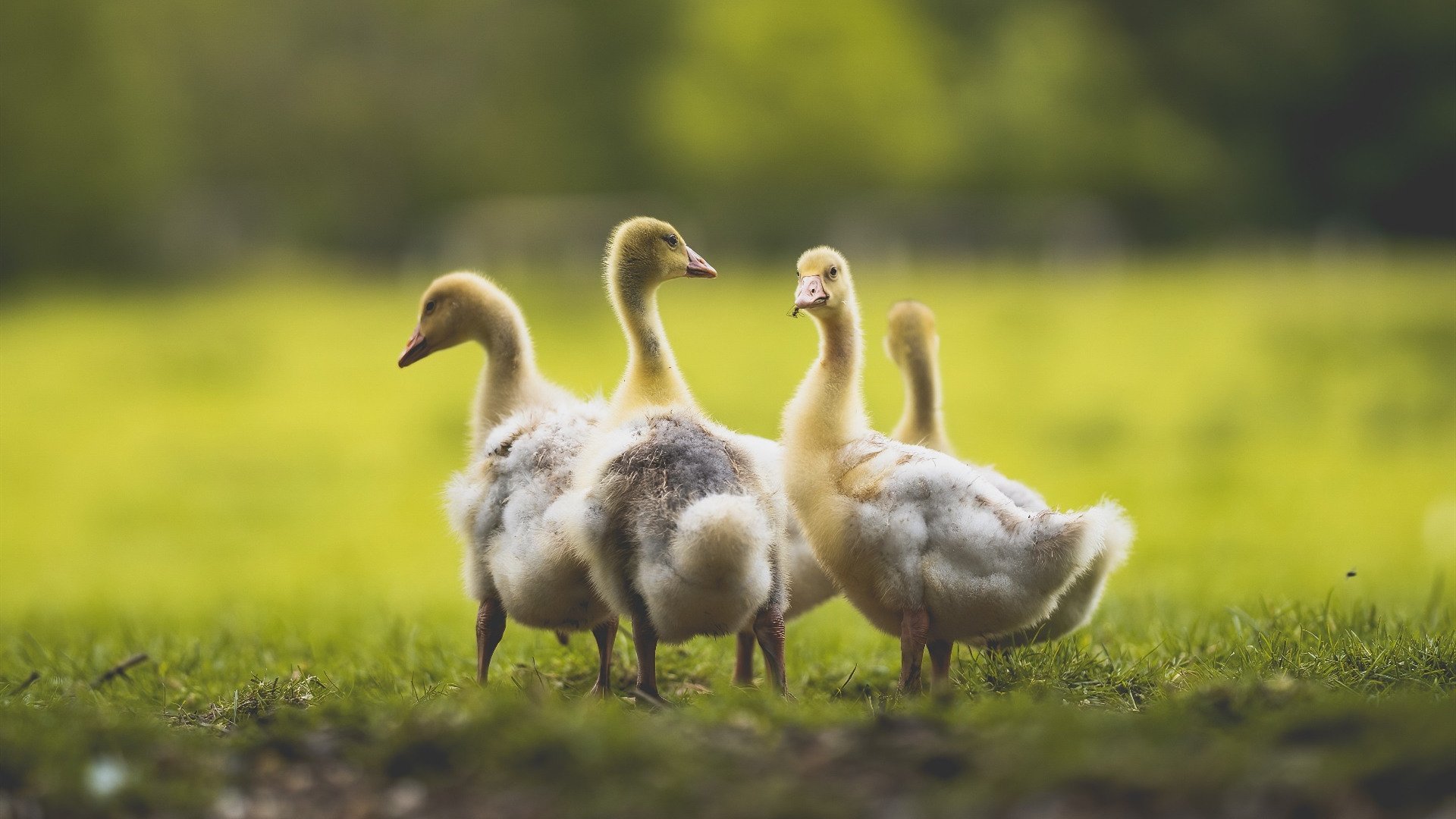 欧冠半决赛焦点战，威尔士奇迹般击败加拿大，书写足球新篇章