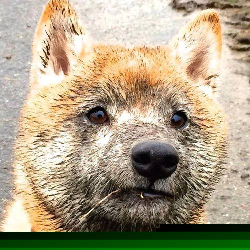 京多安持续制造杀伤,克罗地亚稳健拿下挪威