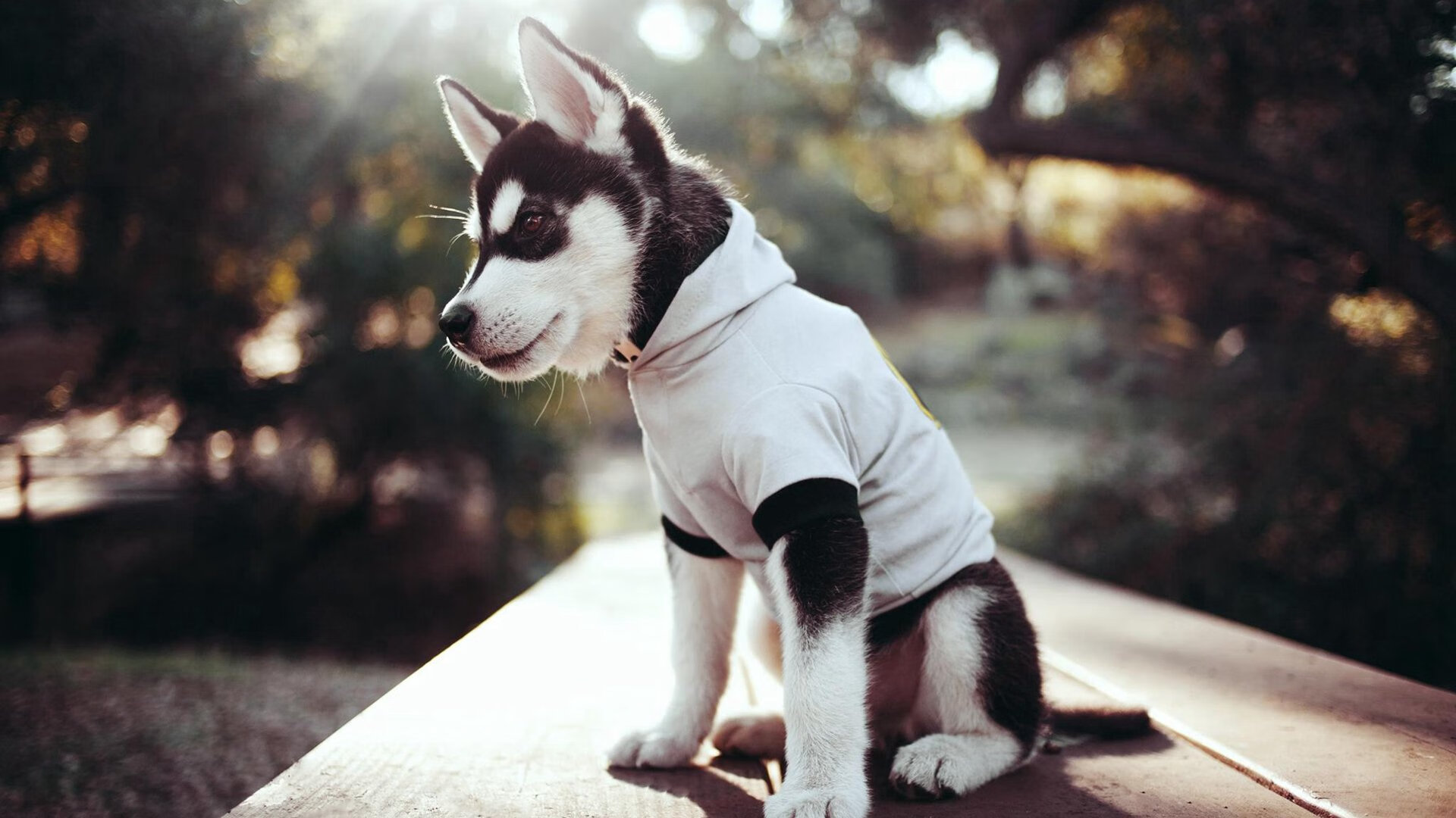 赛道与绿茵场的交响,F1年度争冠焦点战与比利亚雷亚尔淘汰赛过关里昂的竞技史诗