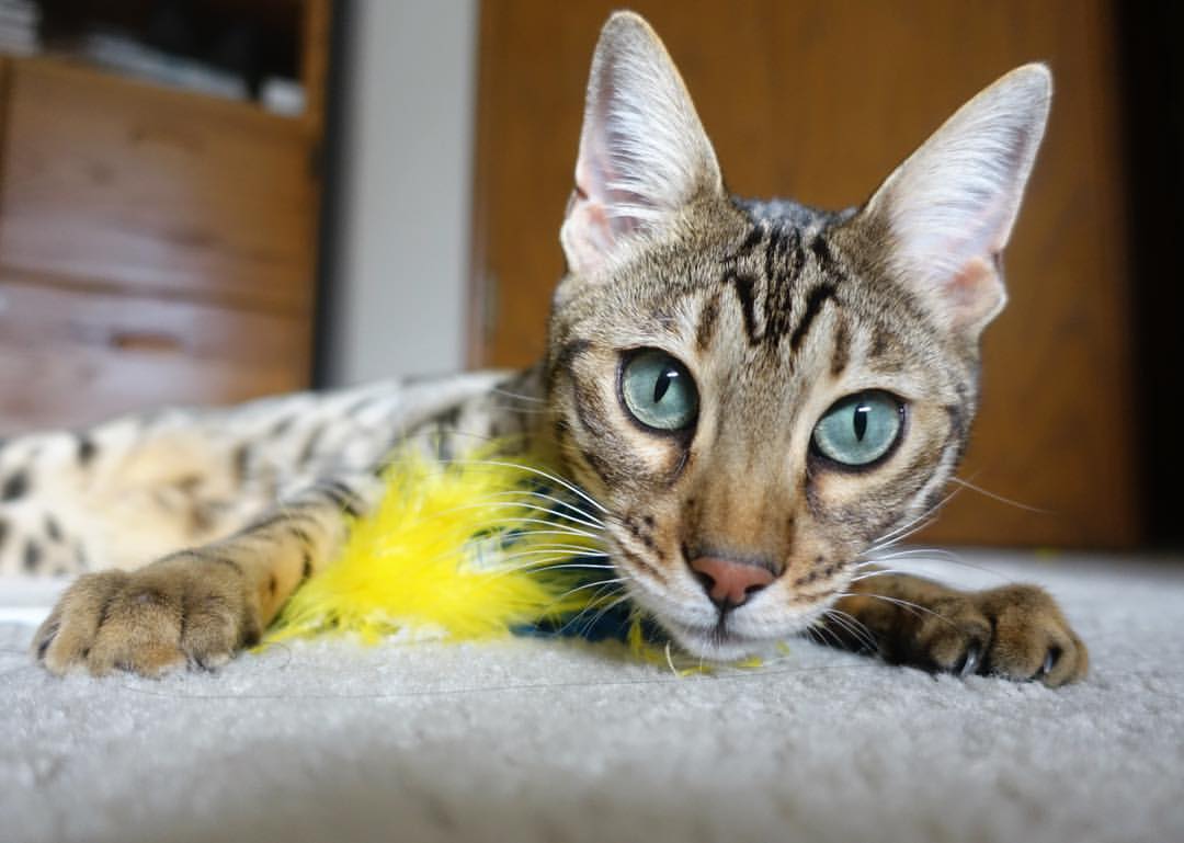 战术锁链与亚洲磐石,马竞如何依靠富安健洋实现对皇马的完美压制