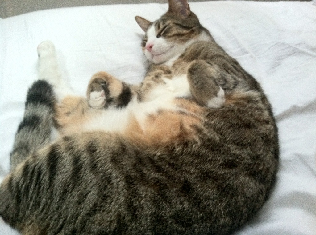 开云APP-德甲争冠战般激烈，开拓者正面击溃辽宁队