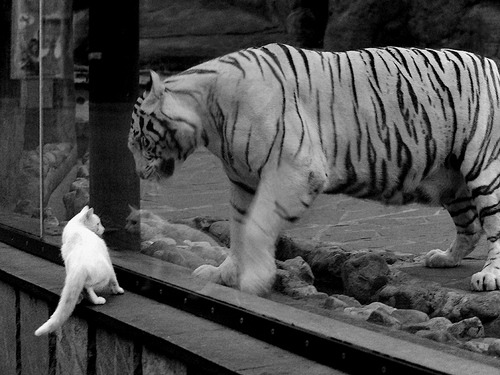 越过一万一千公里的共鸣,关键战中的英雄时刻