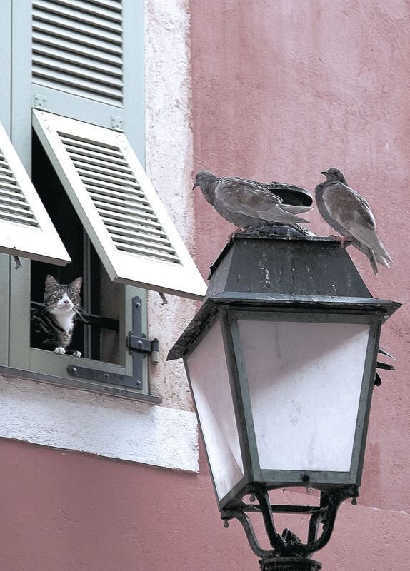 辽宁队硬仗破骑士,伦纳德无声处听惊雷