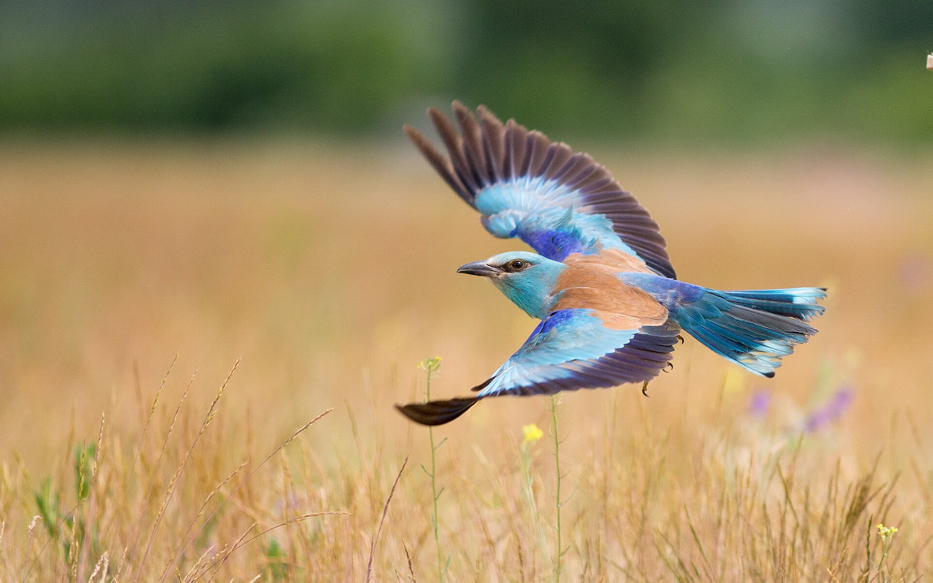 开云体育官网-诺坎普的终场哨与斯台普斯的三分雨，当欧冠决赛折叠时空