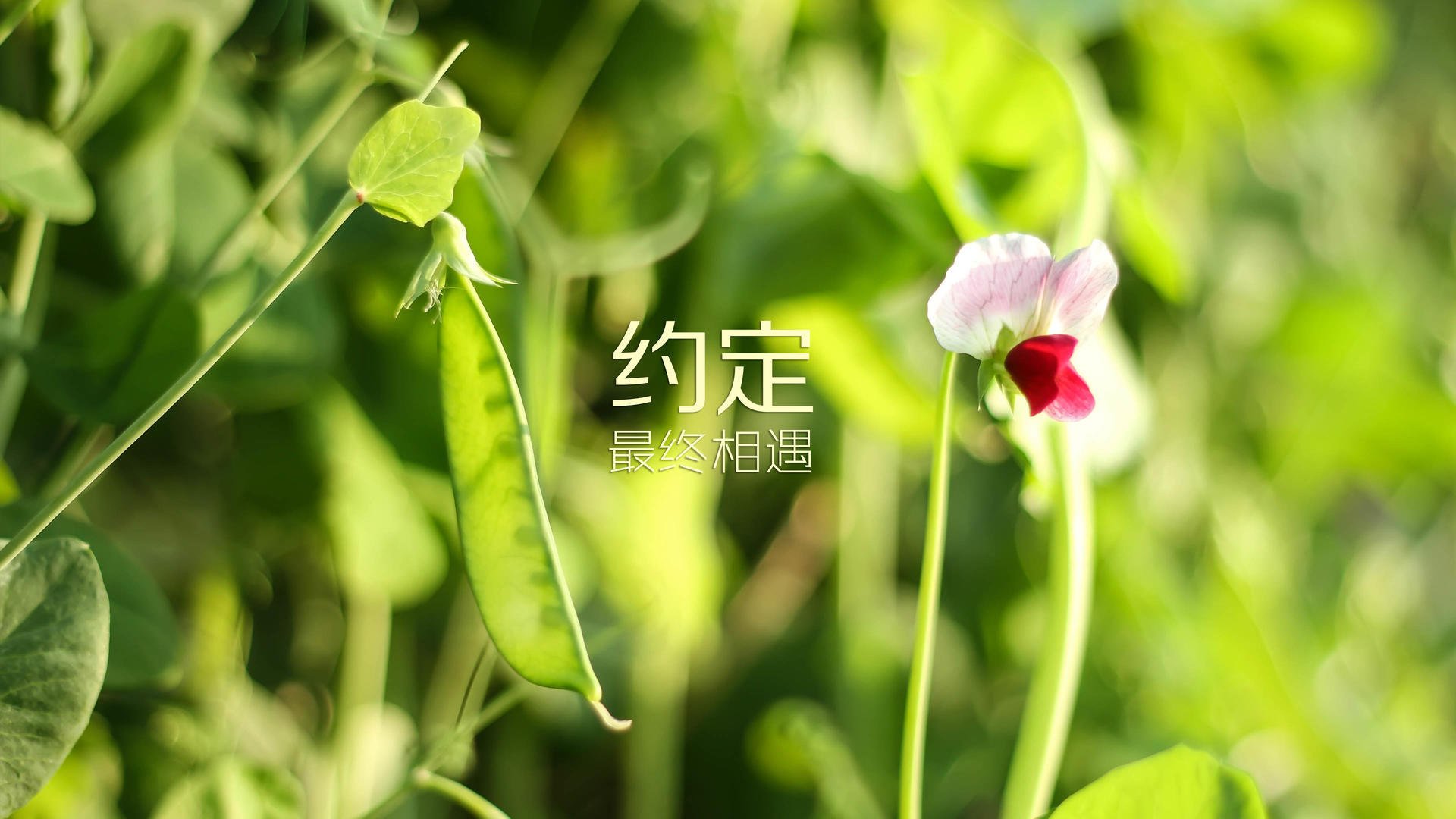布达佩斯之夜，B费闪耀全场，匈牙利绝杀阿联酋，战术胜利铸就2026世界杯生死战经典