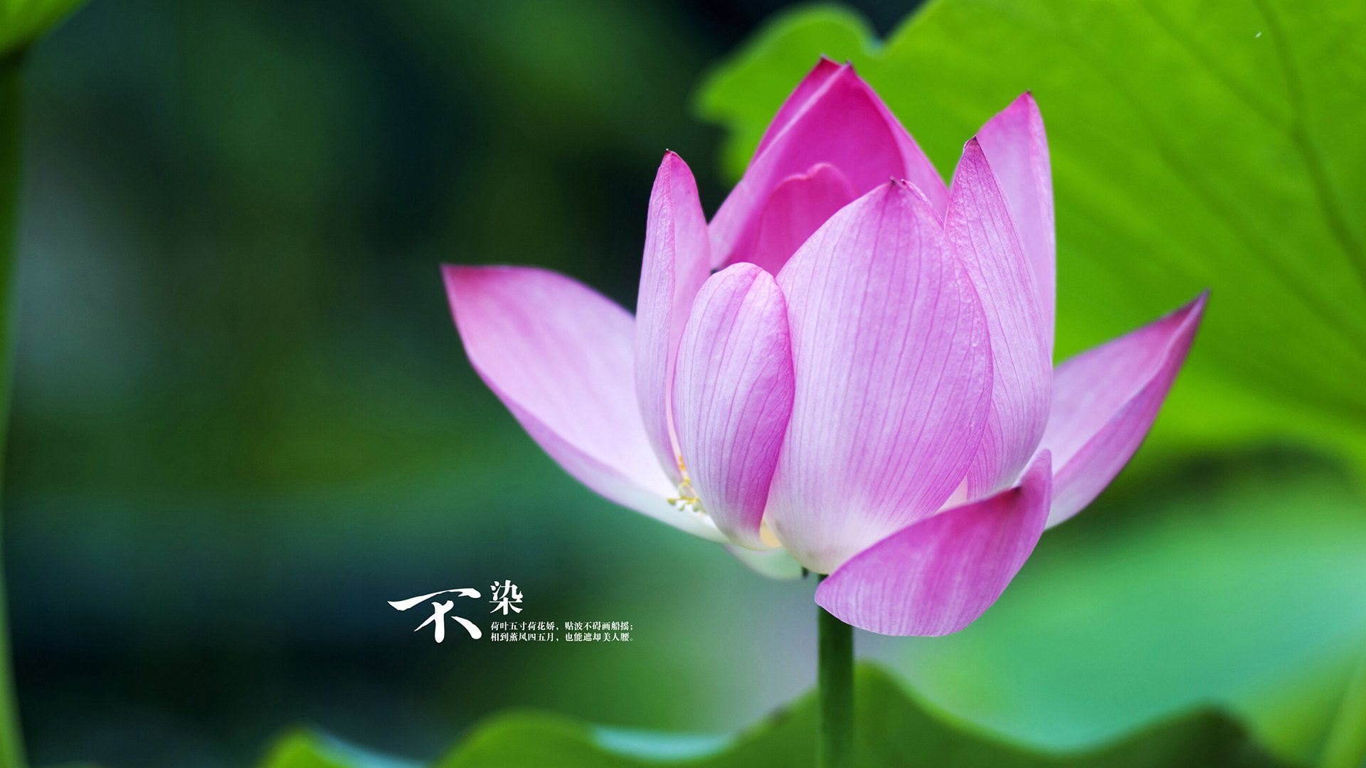 开云APP-沙漠绿洲的钢铁碰撞，加纳力克沙特，坎塞洛致命一击书写H组铁血篇章